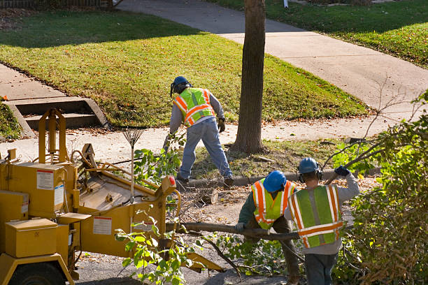 Professional  Tree Services in Elim, PA